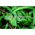 100% Natural Euphorbia Hirta Extract Powder 5: 1, 10: 1, 20: 1